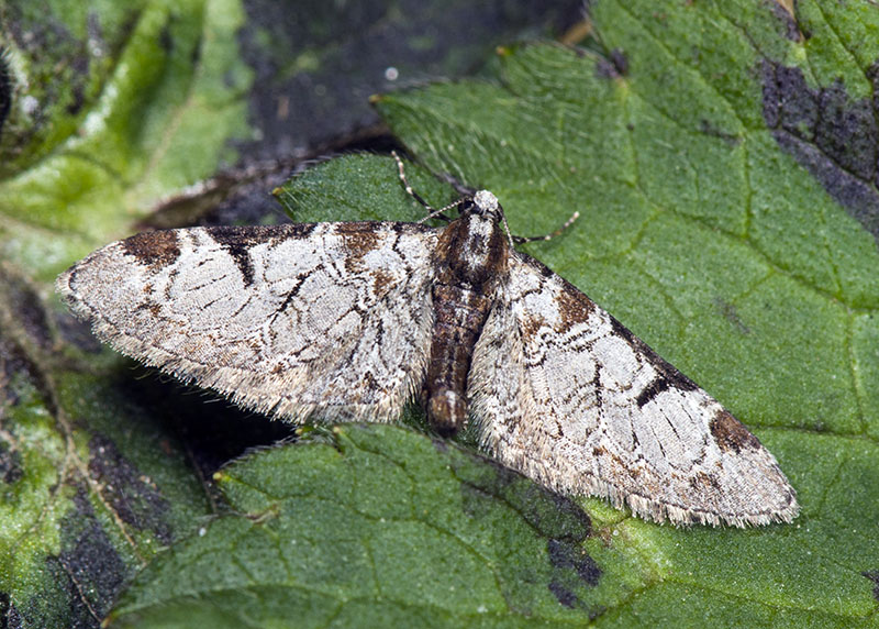 Eupithecia insigniata - Geometridae